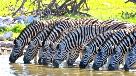 zebra nerede yaşar ne ile beslenir
